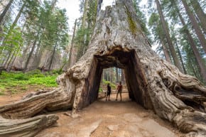 Giant Sequoia Tunnel - Kim Carroll Photography